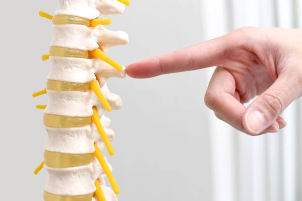 istock Hand of a medical worker (chiropractor) pointing at a spinal column model 2166408716