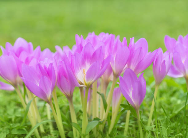 colchicum nebo luční šafrán nebo podzimní květ krokusu detailní. krásná zahradní květina. - ocún-jesenní - stock snímky, obrázky a fotky