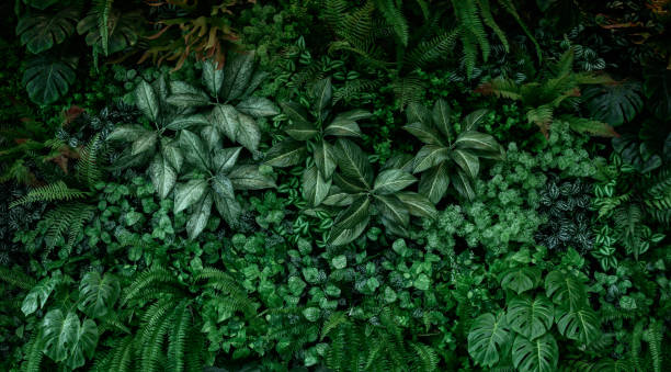 istock abstract green leaf texture, tropical leaf foliage nature dark green background 2166408888