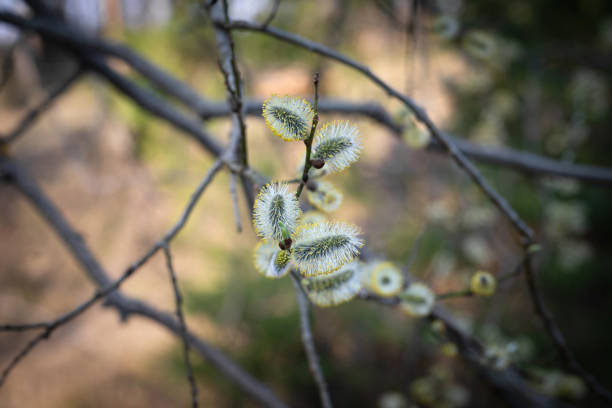 Flowering catkins, pussy willow, grey willow, goat willow. Willow twig or branch.