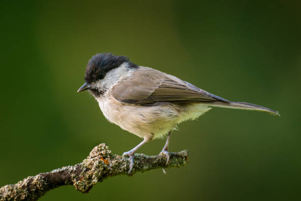 istock Marsh tit, Poecile palustris. 2166409954