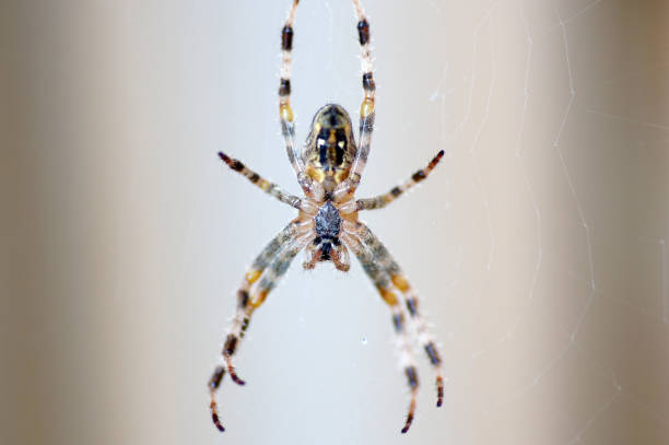 Close-up garden spider Araneus with prey in the web