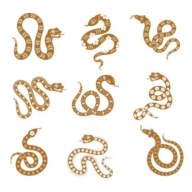 Snake. Stylized chinese zodiac new year symbols lizard or snake in different poses for logos or badges design recent vector set Snake. Stylized chinese zodiac new year symbols lizard or snake in different poses for logos or badges design recent vector set authors graphics venom symbol stock illustrations