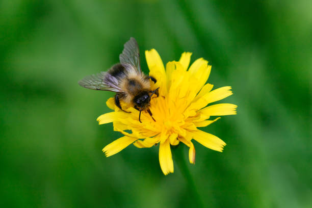 Furry striped bumblebee sits on a yellow flower autumn hawkbit on a green background.