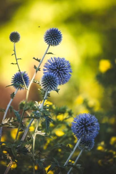 istock Garden summer theme - Globe thistle Echinops ritro amazing blue flowers Floral Pattern for Nature-Themed Decoration, Vibrant blue balls for Garden-Inspired Wallpaper or Desktop Background 2166411705