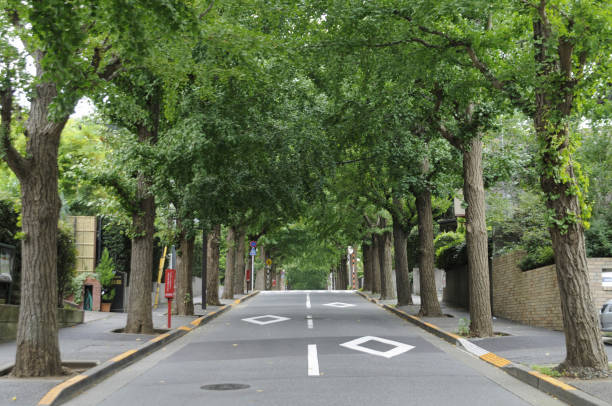 istock Tree-lined street in Denenchofu 2166412553