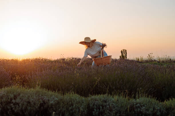 Woman harvesting lavender at sunset