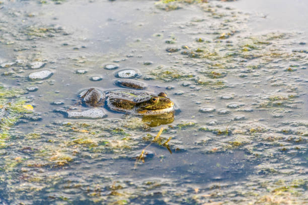 istock A large green frog sits in the marsh. 2166413855