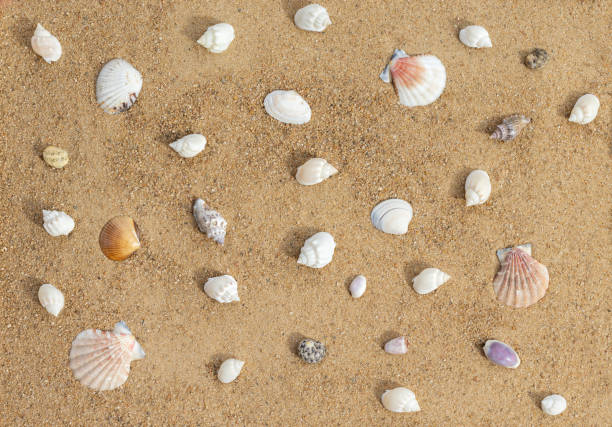 istock Beautiful seashells on sandy beach. Shells on the sand background. Top view, flat lay. 2166415690