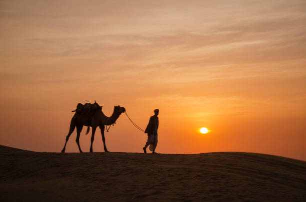 Portrait of camel on desert at sunset, Morocco
