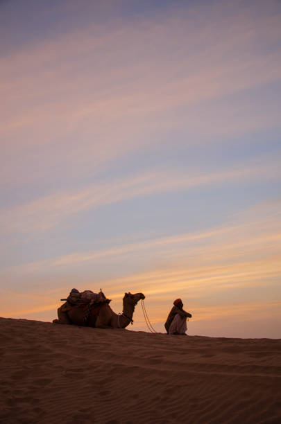 Jaisalmer, Rajasthan, India. February 16, 2016. Indian cameleer (camel driver) with camel silhouettes in Sam sand dunes of Thar desert at sunset. Desert Safari. Travel tourism background.