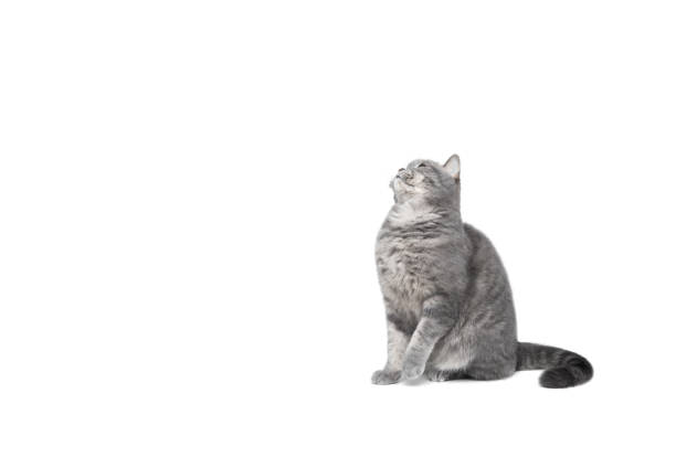 istock Scottish straight grey cat isolated on white background with copy space. Funny curious cat looks up and sits on the table. 2166416714