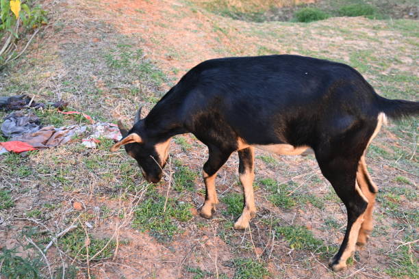 Goat grazing in the field. It is a domestic animal. It is reared for milk and meat.  It is found in many colors. Indian goat.