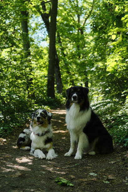 istock Two Australian Shepherds pose on a trail in a green spring forest. Aussie is blue merle with different eyes - brown and blue, aussie is a black tricolor with brown eyes next to. Pets in wood concept. 2166419144
