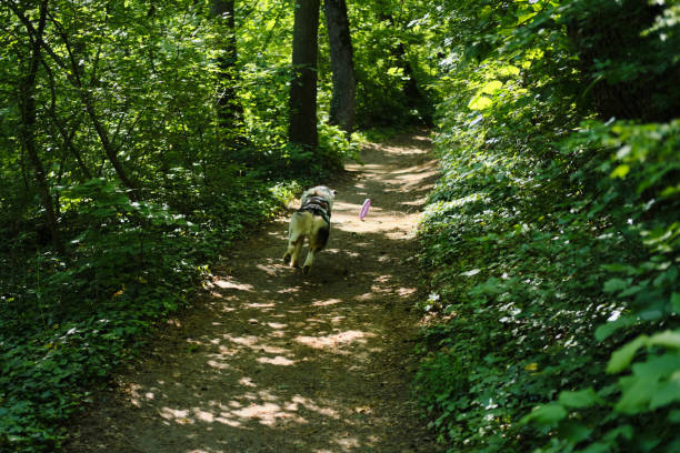 A blue Merle border collie sitting perfectly in the sunbeam coming through the trees, on a pathway in the province of Limburg
