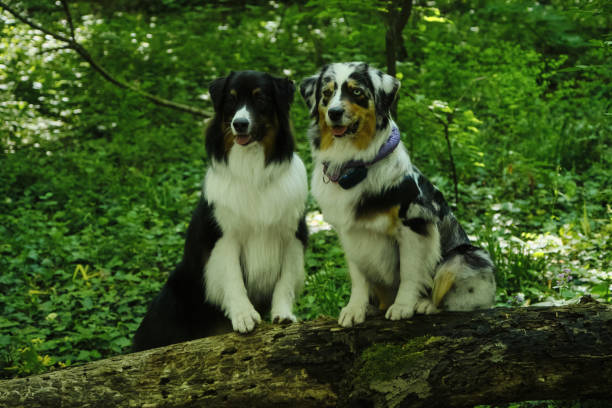 istock Two Australian Shepherds pose on a fallen tree log in a green spring forest. Aussie is a blue merle with different eyes - brown and blue, aussie is a black tricolor with brown eyes next to. 2166419164