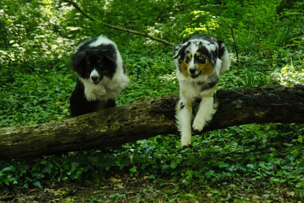 istock Two Australian Shepherds jump over a fallen tree in a green spring forest. Aussie blue merle and black tricolor are best friends having fun together in the park. The portrait in front in motion. 2166419165