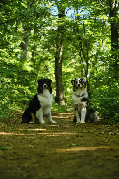 istock Two Australian Shepherds pose on a trail in a green spring forest. Aussie is blue merle with different eyes - brown and blue, aussie is a black tricolor with brown eyes next to. Pets in wood concept. 2166419170
