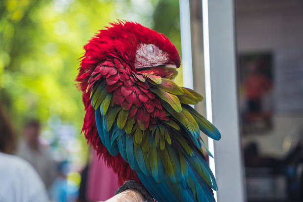 istock Sleeping, red macaw parrot in the park, sitting on a branch 2166419327