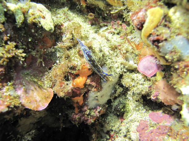 istock Blue and Yellow Nudibranch 2166421293