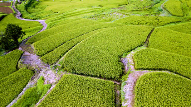 istock Scenery of Japanese 