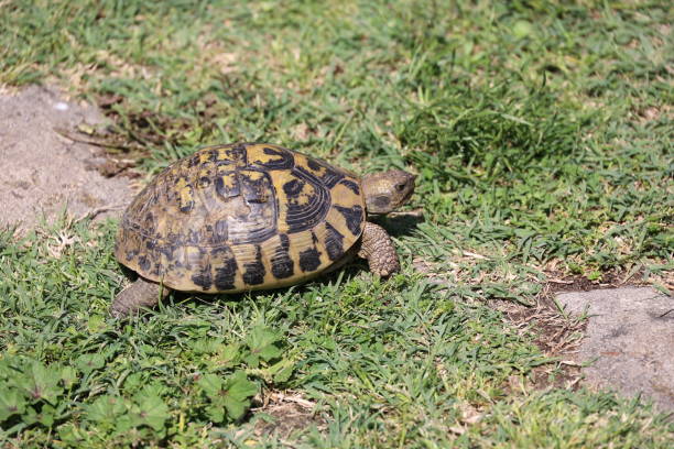 istock Greek tortoise in the grass, Albania 2166423773