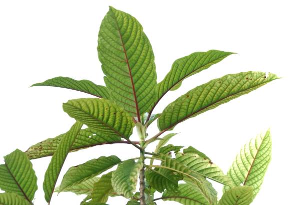 istock In selective focus Kratom leaves with branches on white isolated background 2166425268