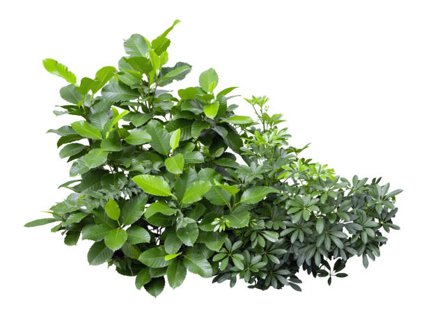 istock Tropical plant leaf bush green shrub tree isolated on white background with clipping path. 2166425468
