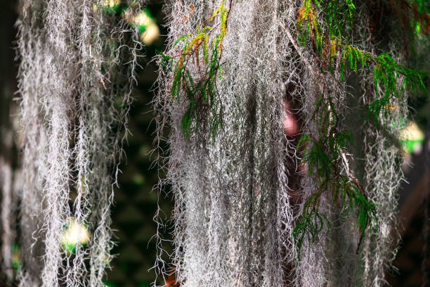 Majestic tree adorned with lush green moss gracefully hanging from its branches, creating a serene natural scene.  Tree featuring vibrant moss draping from its limbs