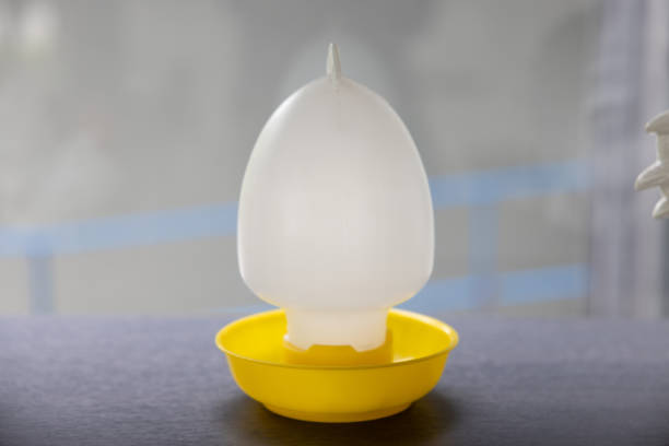 chicken water feeder poultry. Automatic poultry watering feeder made from plastic.
