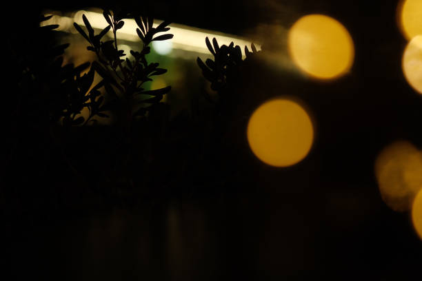 A blurred image of a plant with some leaves and some blurred circles in the background. The scene is mysterious and a bit creepy.