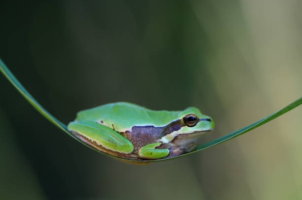 frog resting on green branch