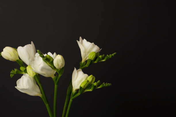 istock Nice white freesia flowers on black background 2166432347