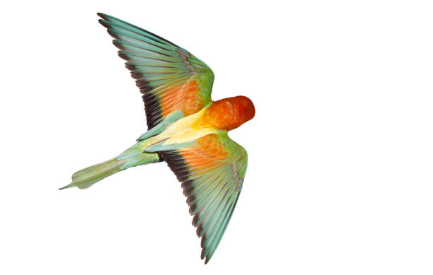 istock colorful bird flies isolated on white 2166432359