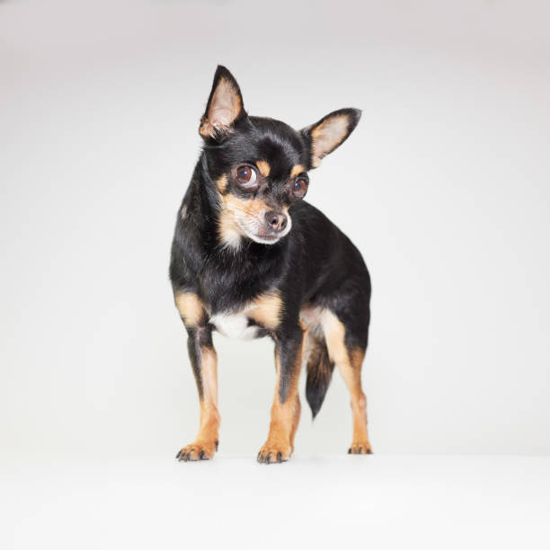 istock Cute black chihuahua 2166432902