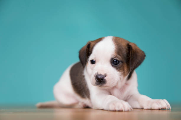 Portrait of the puppy dog