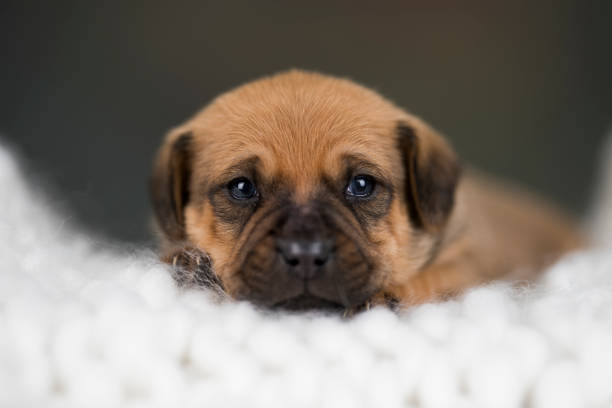 A close up of an office dog which is a Patterdale terrier. She is looking into the camera and is waiting for leftovers from the office xmas buffet.