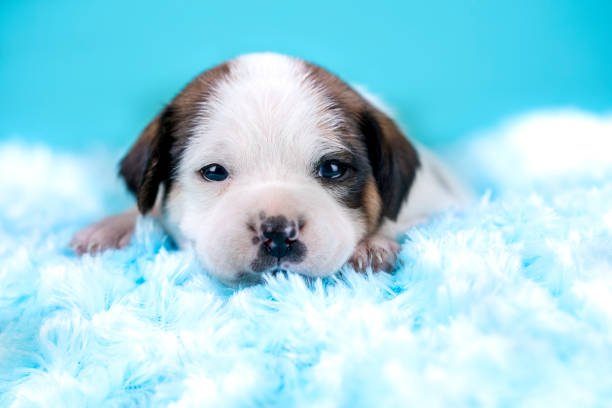 Portrait of the puppy dog