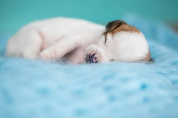 Portrait of the puppy dog