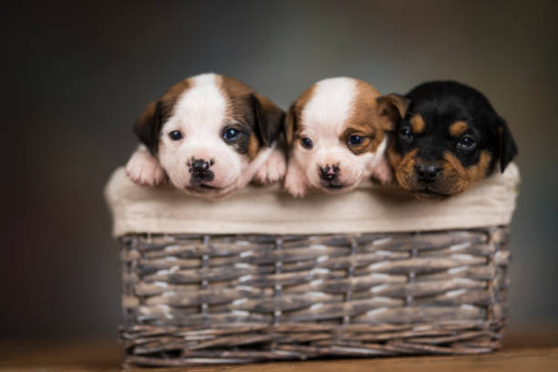 istock Small puppies in a wicker basket 2166434222