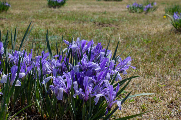 istock Iris versicolor is also commonly known as the blue flag, harlequin blueflag, larger blue flag, northern blue flag, and poison flag 2166435137