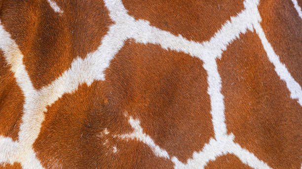 istock Authentic giraffe skin background. African inspired, natural exotic texture 2166435234