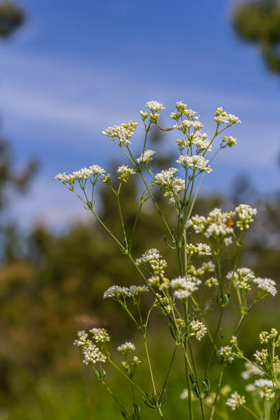 Shoots from the wild plant Galium palustre
