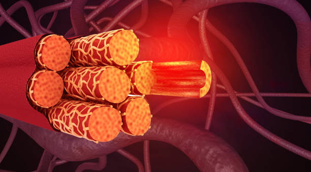 istock Human vein anatomy 2166435305