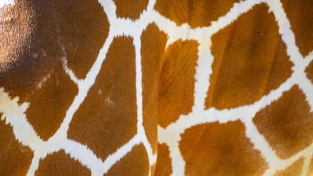 istock Authentic giraffe skin background. African inspired, natural exotic texture 2166435310