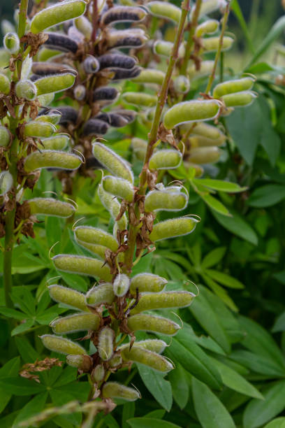 Large leaved lupine seed pods - Latin name - Lupinus polyphyllus.