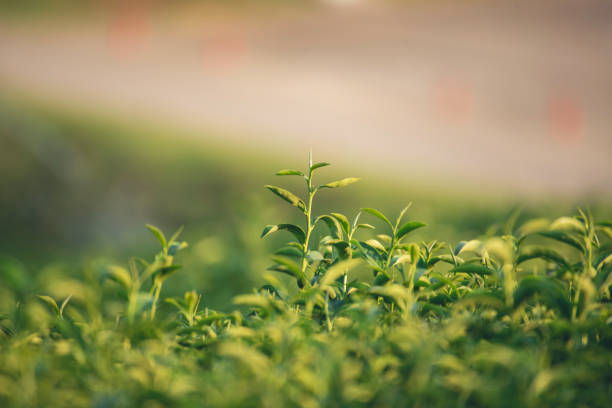 Green tea tree leaves field young tender bud herbal Green tea tree in camellia sinensis organic farm. Close up Fresh Tree tea plantations mountain green nature in herbal farm plant background morning