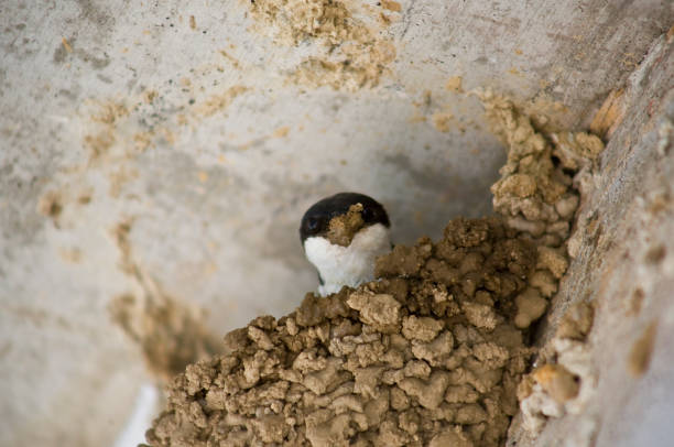 istock Western house martin or Delichon urbicum 2166440196