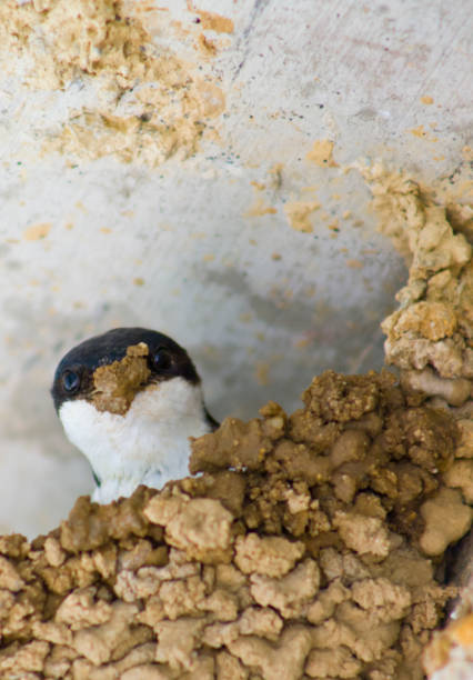 istock Western house martin or Delichon urbicum 2166440197