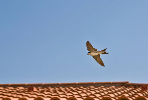 Barn swallows (Hirundo rustica) in my window, adorable tiny birds. Young birds.